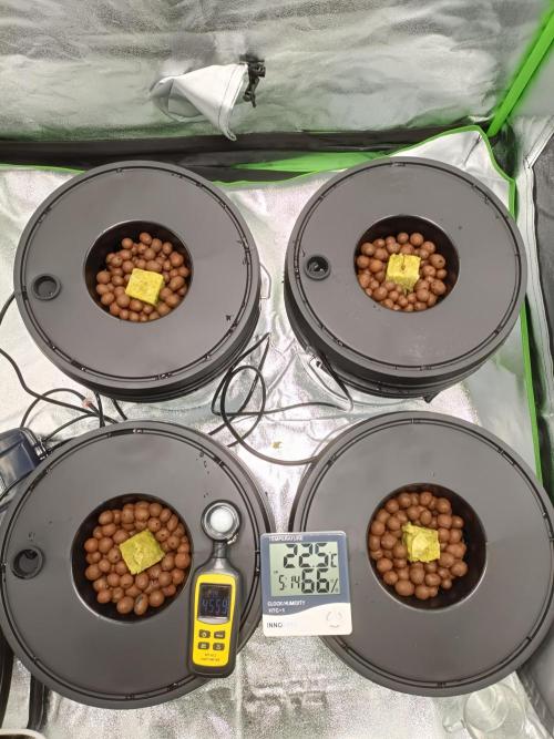 Strawberry 🍓 hydroponics dwc 💧. Week 0