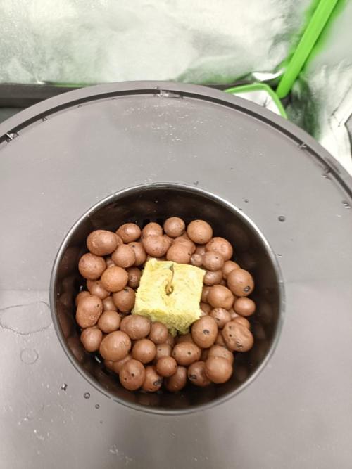 Strawberry 🍓 hydroponics dwc 💧. Week 0