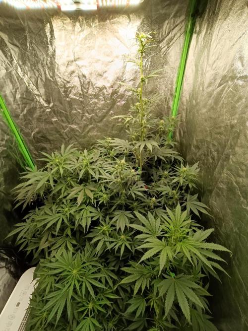 hydroponic dwc. Week 8