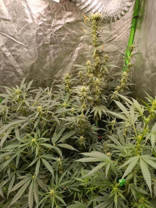 hydroponic dwc. Week 8