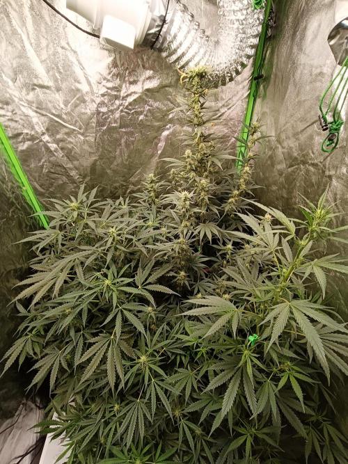 hydroponic dwc. Week 8