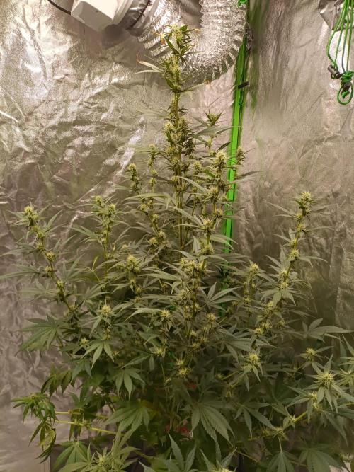 hydroponic dwc. Week 8