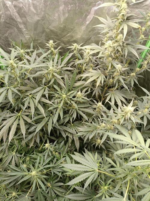 hydroponic dwc. Week 8