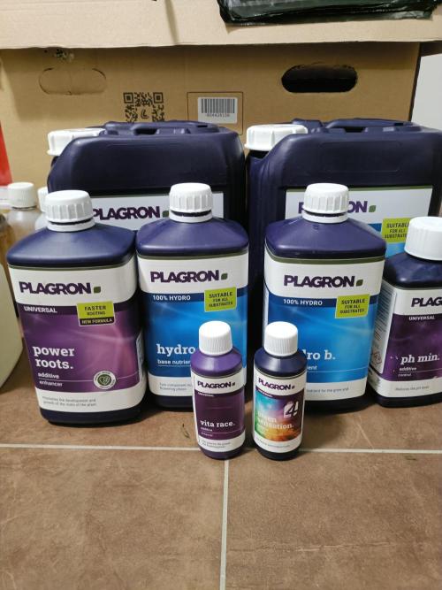 hydroponic dwc. Week 8