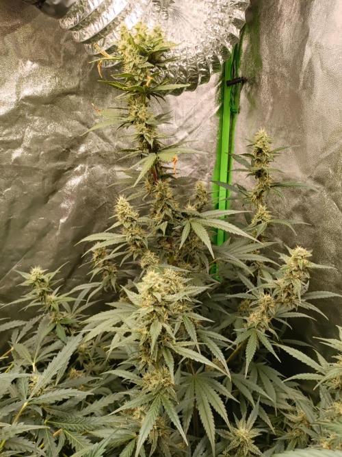 hydroponic dwc. Week 9