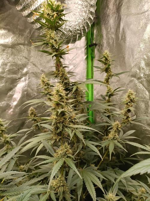 hydroponic dwc. Week 9