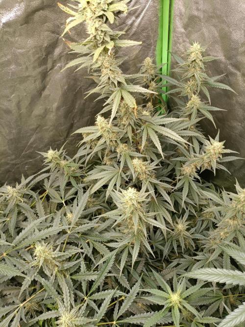 hydroponic dwc. Week 9