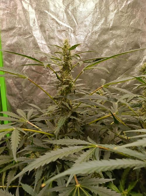 hydroponic dwc. Week 9