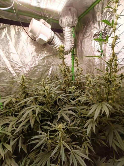 hydroponic dwc. Week 9