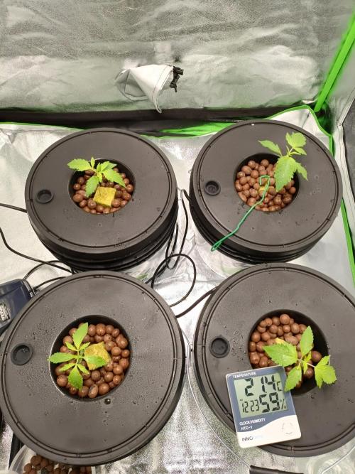 Strawberry 🍓 hydroponics dwc 💧. Week 1