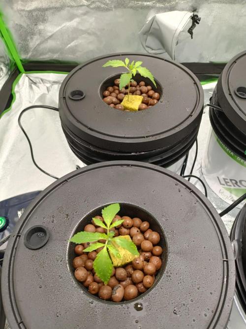 Strawberry 🍓 hydroponics dwc 💧. Week 1