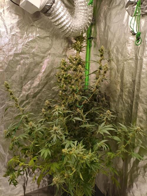 hydroponic dwc. Week 10