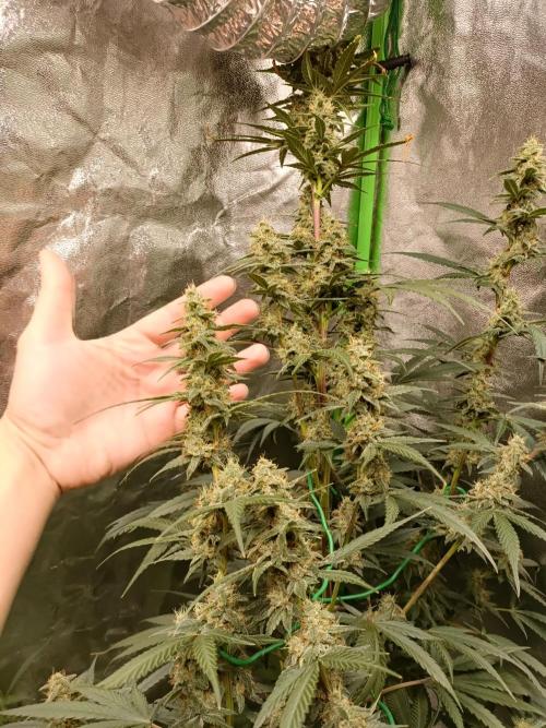 hydroponic dwc. Week 10