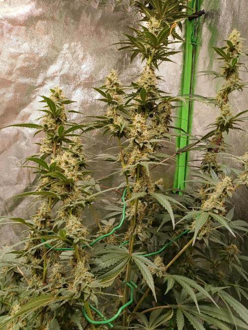 hydroponic dwc. Week 10