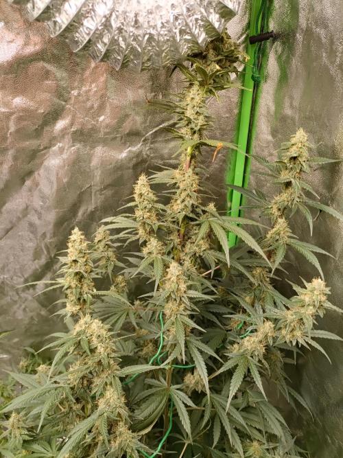 hydroponic dwc. Week 10