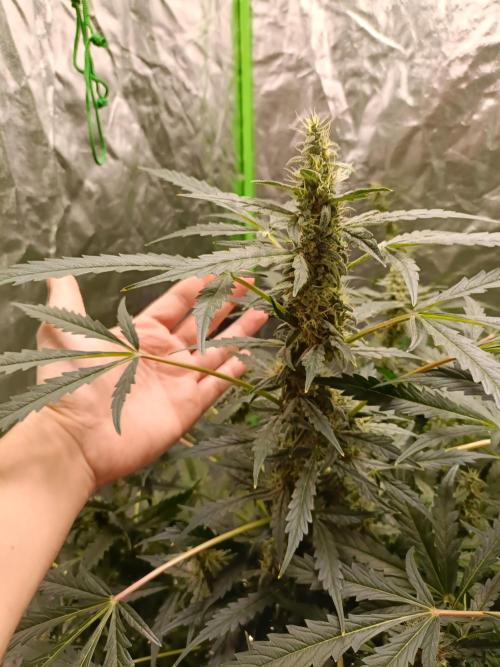 hydroponic dwc. Week 10