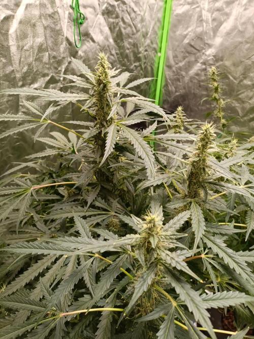 hydroponic dwc. Week 10