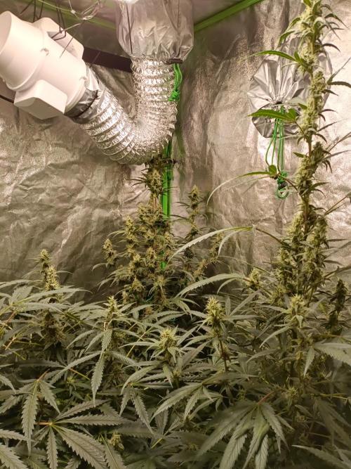 hydroponic dwc. Week 10