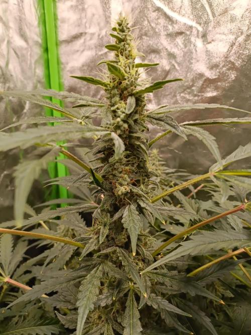 hydroponic dwc. Week 10