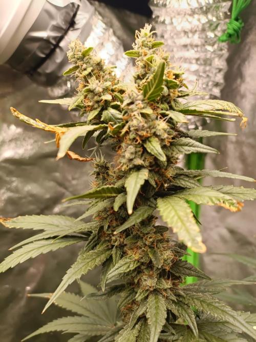 hydroponic dwc. Week 10