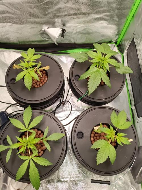 Strawberry 🍓 hydroponics dwc 💧. Week 2