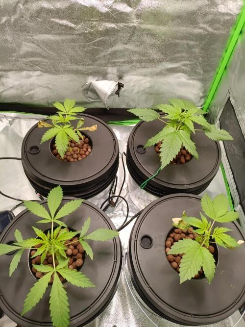 Strawberry 🍓 hydroponics dwc 💧. Week 2