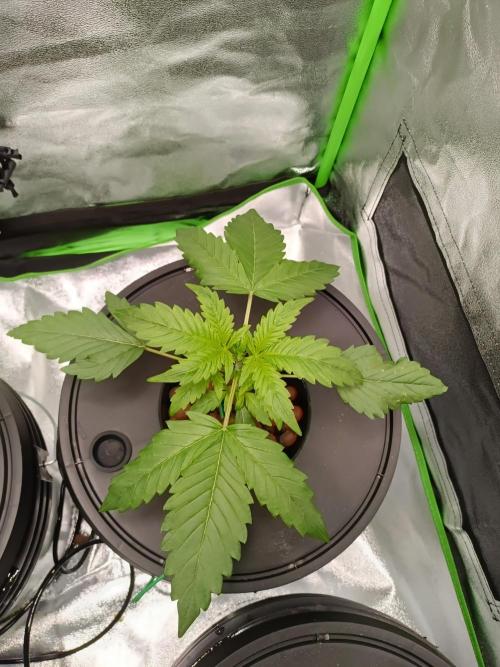 Strawberry 🍓 hydroponics dwc 💧. Week 2
