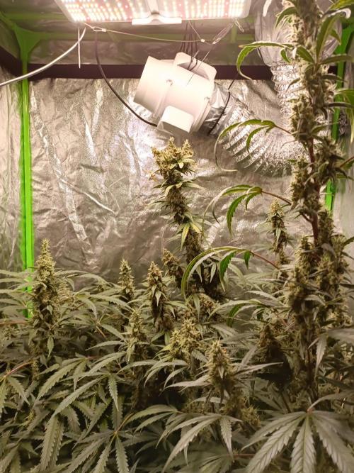 hydroponic dwc. Week 11