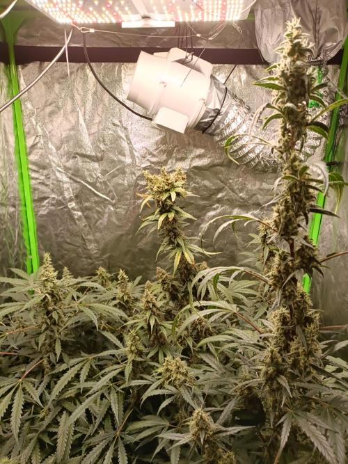 hydroponic dwc. Week 11