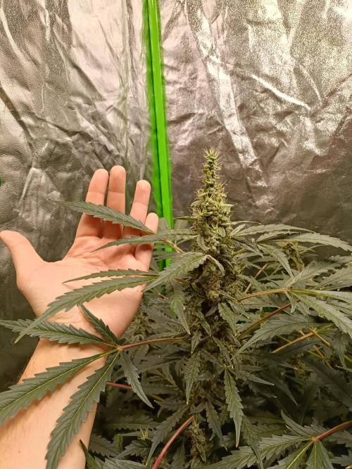 hydroponic dwc. Week 11