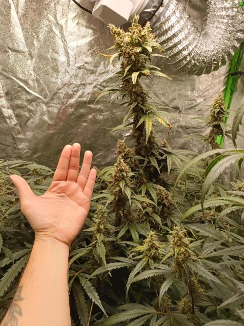 hydroponic dwc. Week 11