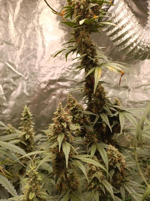 hydroponic dwc. Week 11