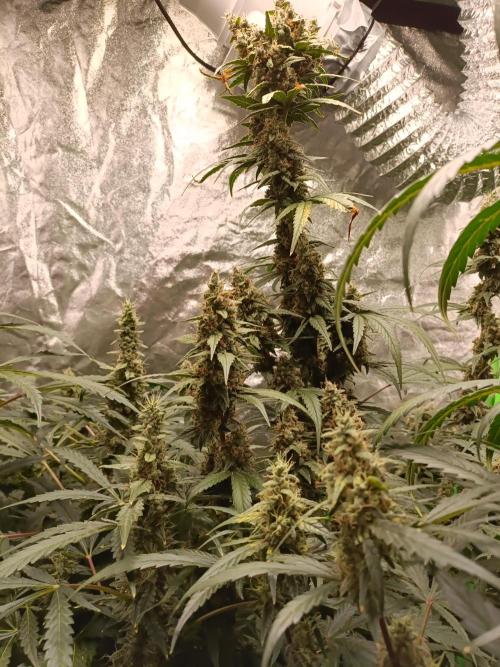 hydroponic dwc. Week 11