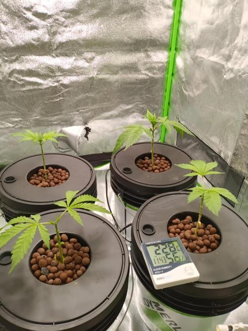 Strawberry 🍓 hydroponics dwc 💧. Week 3