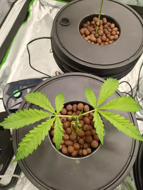 Strawberry 🍓 hydroponics dwc 💧. Week 3