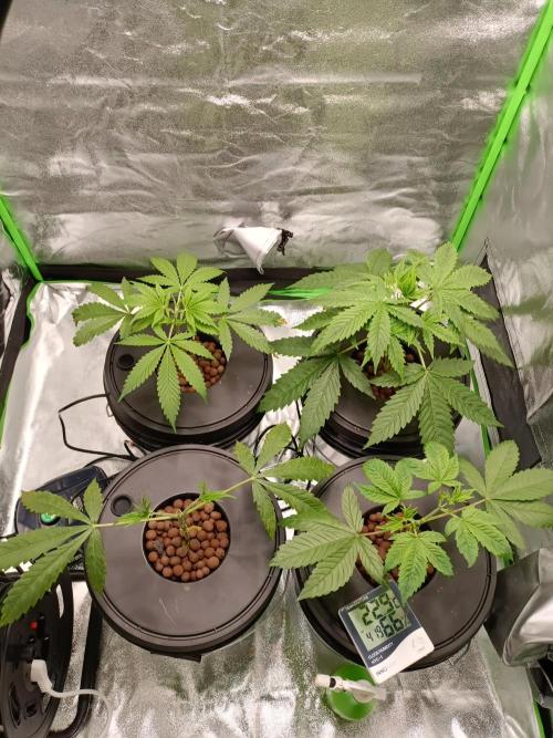 Strawberry 🍓 hydroponics dwc 💧. Week 3