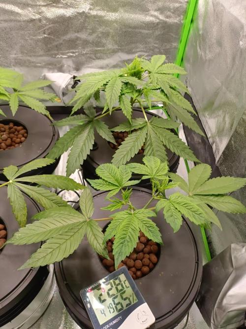 Strawberry 🍓 hydroponics dwc 💧. Week 3