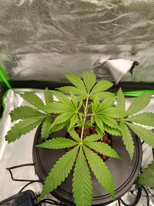 Strawberry 🍓 hydroponics dwc 💧. Week 3