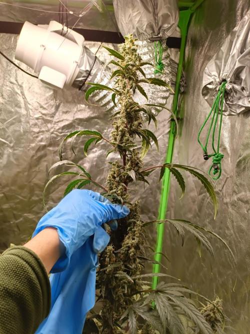 hydroponic dwc. Week 12