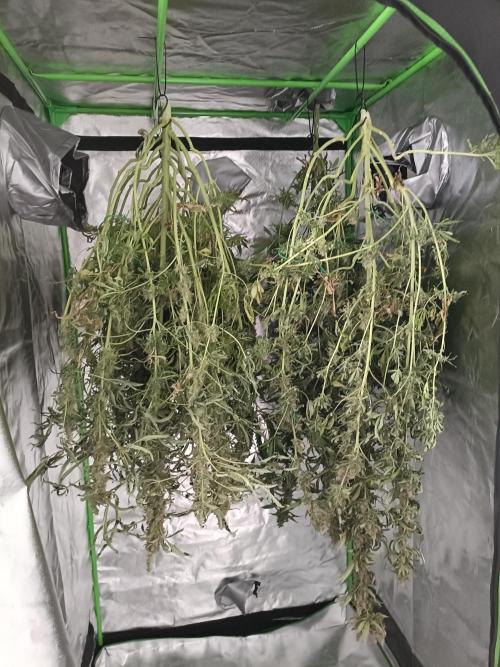 hydroponic dwc. Week 12