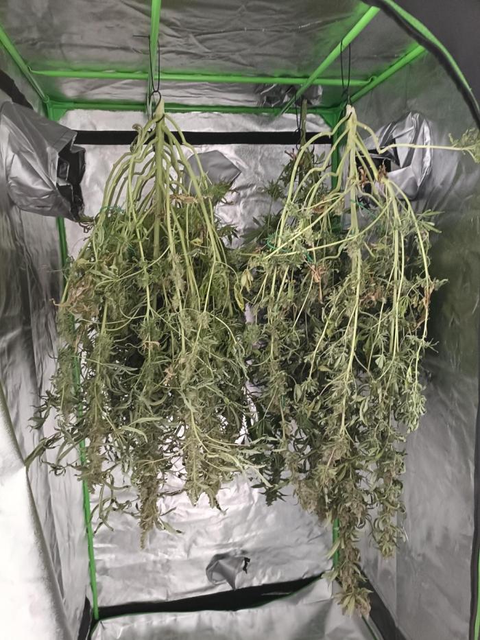 hydroponic dwc. Week 13