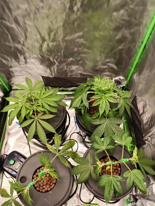 Strawberry 🍓 hydroponics dwc 💧. Week 4