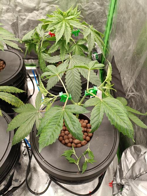 Strawberry 🍓 hydroponics dwc 💧. Week 4