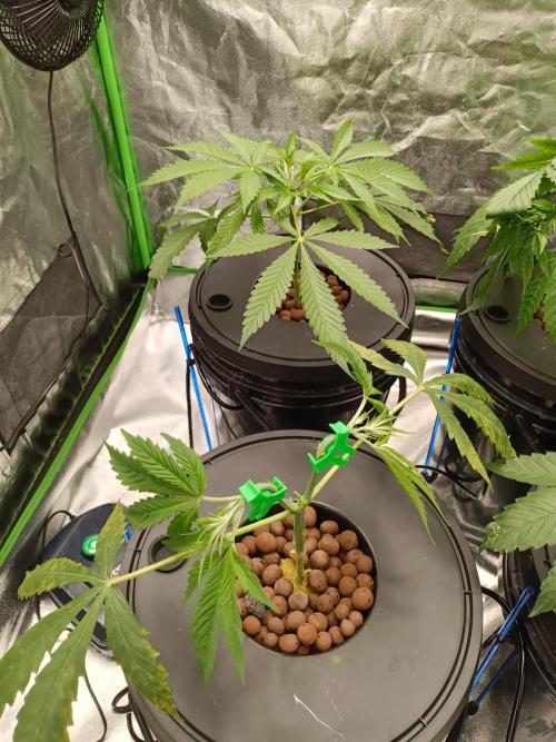 Strawberry 🍓 hydroponics dwc 💧. Week 4