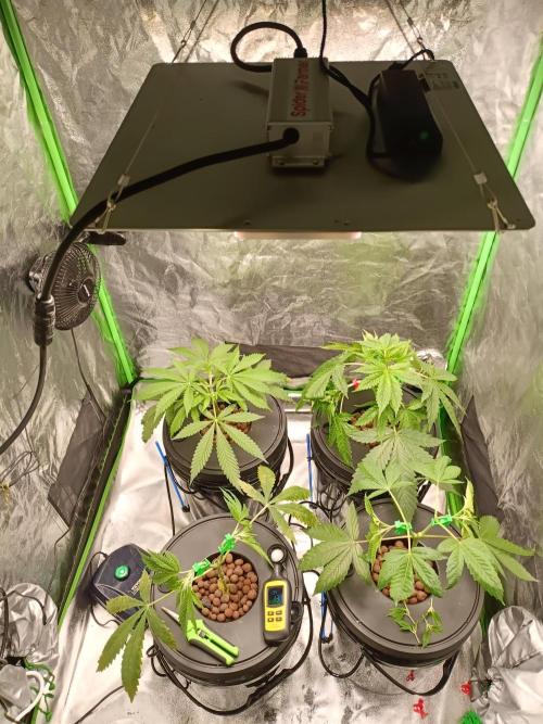 Strawberry 🍓 hydroponics dwc 💧. Week 4