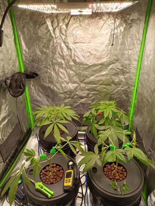 Strawberry 🍓 hydroponics dwc 💧. Week 4