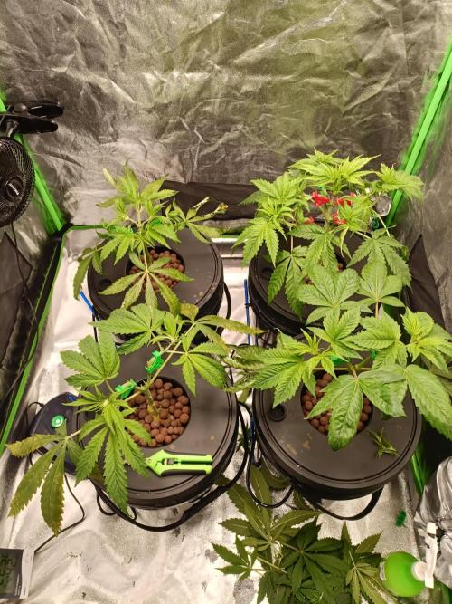 Strawberry 🍓 hydroponics dwc 💧. Week 4