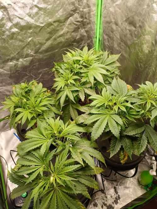 Strawberry 🍓 hydroponics dwc 💧. Week 5