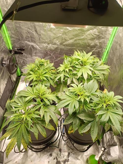 Strawberry 🍓 hydroponics dwc 💧. Week 5