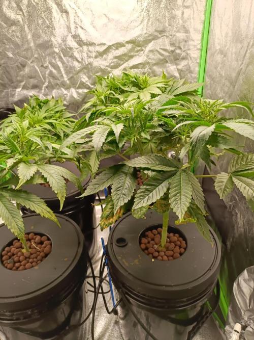 Strawberry 🍓 hydroponics dwc 💧. Week 5